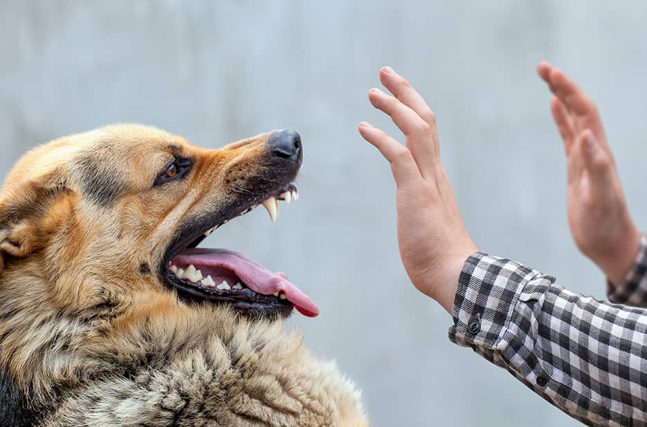 types of dog bite injuries