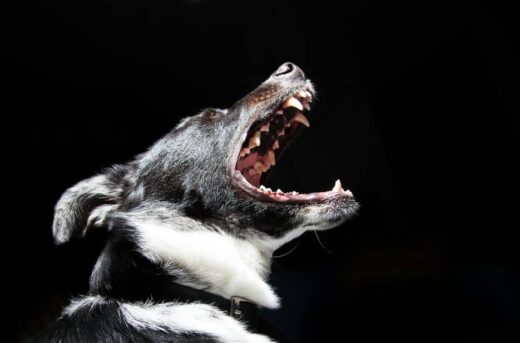 Illinois dog bite lawyer