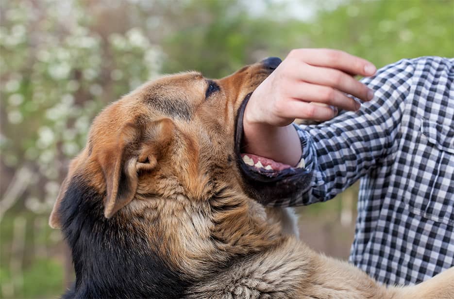 Can I Sue if a Dog Bites Me on Private Property in California